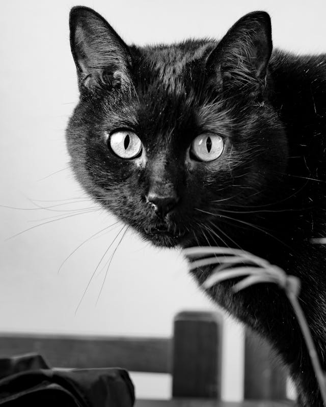 Foto en blanco y negro de un adorable gatito