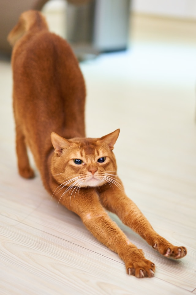 Gatito mimoso de color naranja