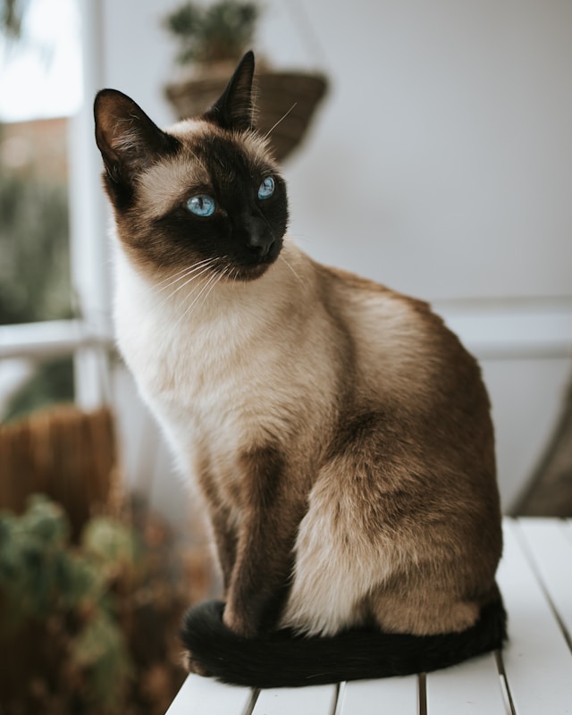 Gatito siamés posando de costado encima de una mesa